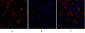 CD284 Polyclonal Antibody